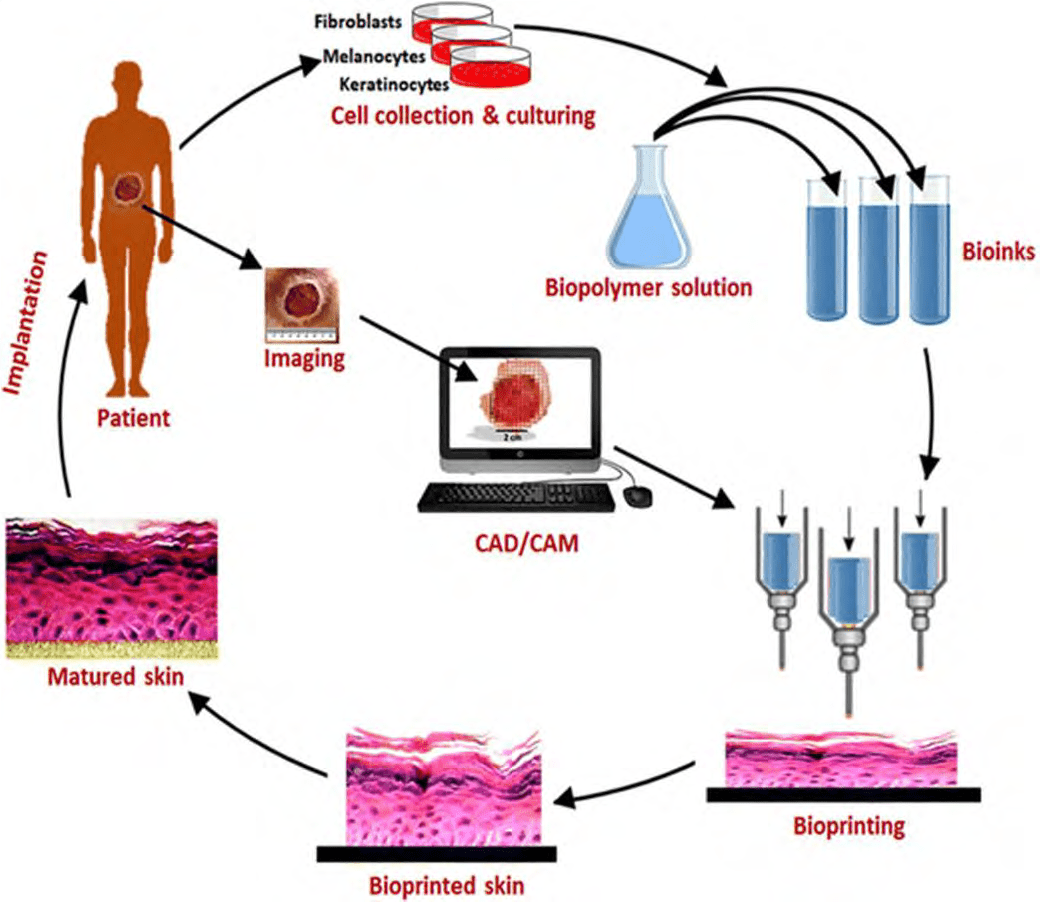Steps in the production of proposed bioprinted skin substitutes