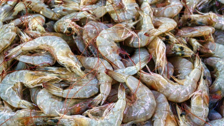 NAMIC - Shrimply amazing! Shrimp shells to serve as the basis for new ...